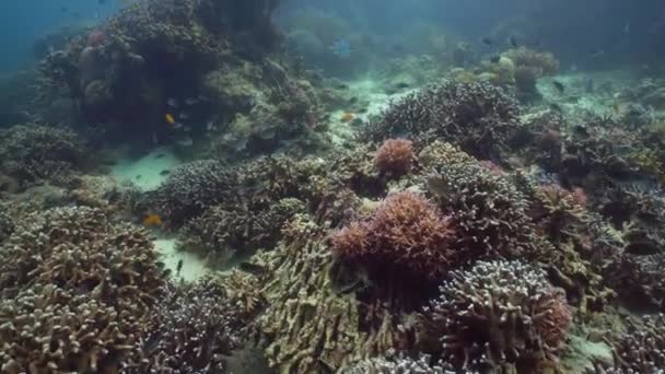 珊瑚礁的水下世界。 海洋中的热带鱼类. — 图库视频影像