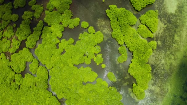 Letecký pohled na les a řeku Mangrove. — Stock video