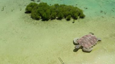 Kumlu bir tropik ada. Kaplumbağa, Palawan, Filipinler