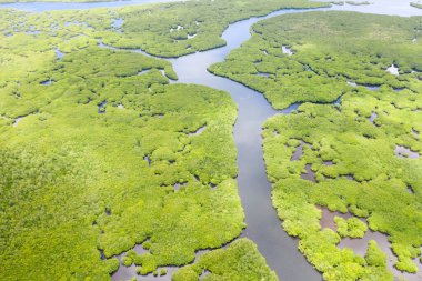 Mangrove 'lar, en iyi manzara. Mangrove ormanı ve dolambaçlı nehirler. Tropik arkaplan