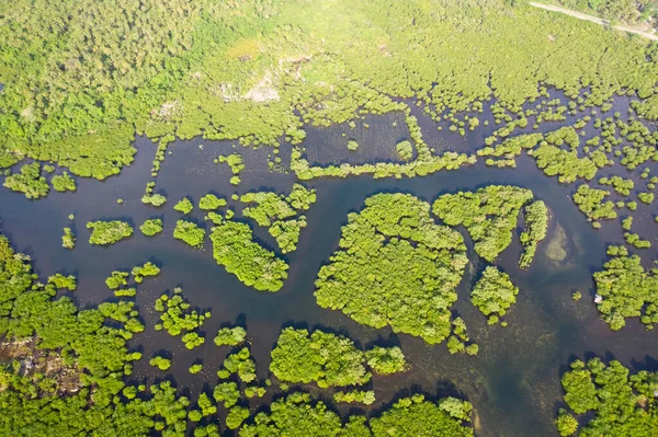 マングローブ、上からの眺め。マングローブ林と巻き川。熱帯の背景 — ストック写真