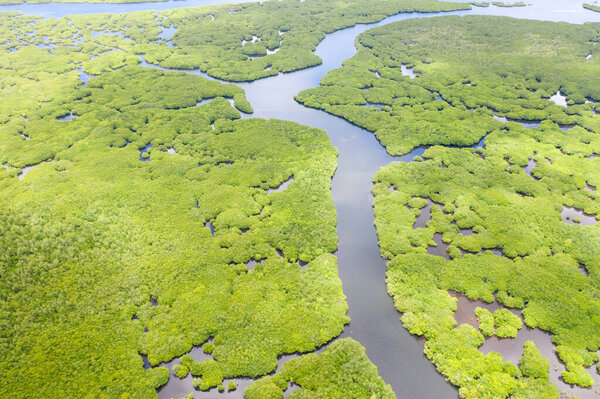 Mangroves, top view. Mangrove forest and winding rivers. Tropical background