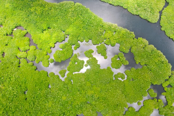 Mangroves, ovanifrån. Mangrove skog och slingrande floder. Tropisk bakgrund — Stockfoto