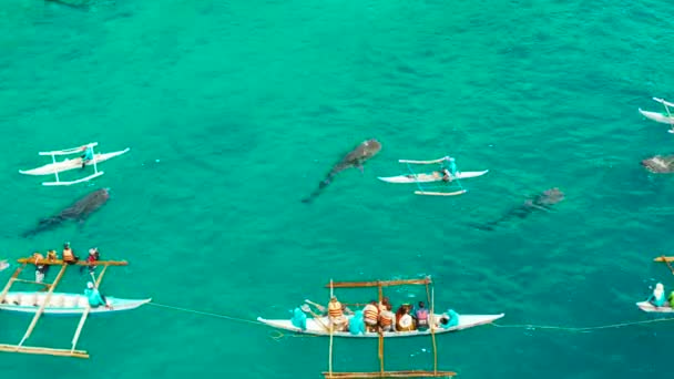 Filipinler,Cebu Adası'nda Oslob Balina Köpekbalığı İzleme. Turistler balina köpekbalıklarını izliyor.. — Stok video