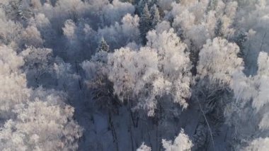 Kış ormanı Yukarıdan bak. Kış manzarası. Soğuk havada kozalaklı ve yaprak döken ağaçlar..