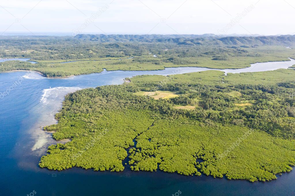 River in the mangroves, top view. Tropical landscape with mangrove forest and rivers.