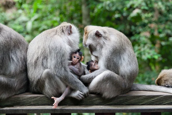 Monkey mothers and their cubs sit together. Monkey family. monkey family at sacred monkey forest Ubud Bali Indonesia. Monkey mothers and their cubs sit together. Monkey family.