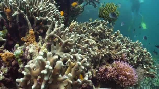 Красочные кораллы и тропические рыбы. Пейзаж кораллового рифа в глубоком голубом океане с рыбой и морской жизнью. — стоковое видео
