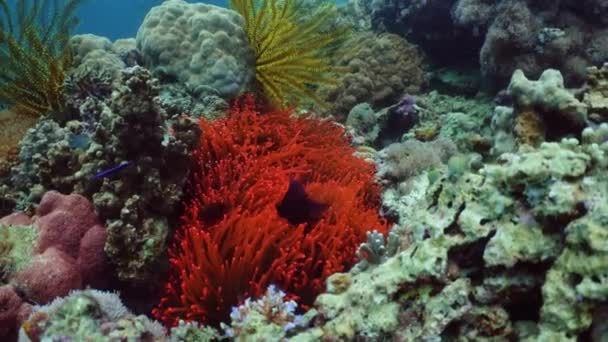 Bunte Korallen und tropische Fische. Korallenrifflandschaft Hintergrund im tiefblauen Ozean mit Fischen und Meereslebewesen. — Stockvideo