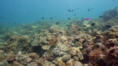 Güzel mercanlar ve yakın plan tropikal balıklar. Mercan resifli tropik renkli deniz manzarası. Camiguin, Filipinler. Su altı doğası.
