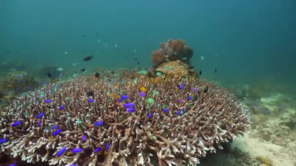 Bunte Korallen und tropische Fische. Korallenrifflandschaft Hintergrund im tiefblauen Ozean mit Fischen und Meereslebewesen. Neonfische — Stockvideo