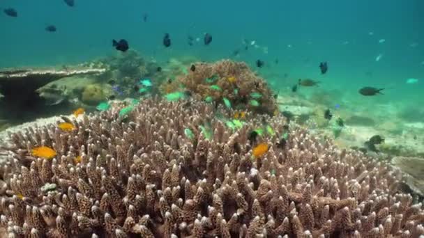 Bunte Korallen und tropische Fische. Korallenrifflandschaft Hintergrund im tiefblauen Ozean mit Fischen und Meereslebewesen. Neonfische — Stockvideo