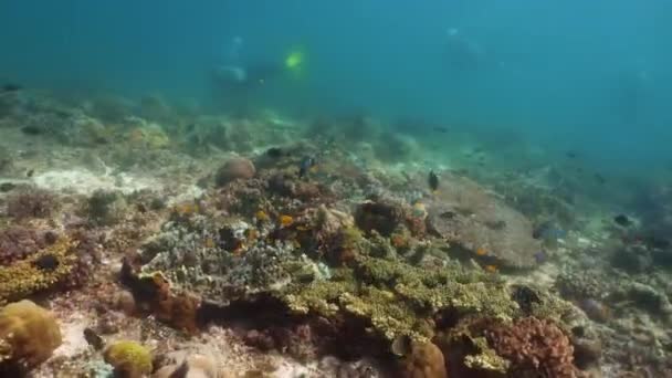 Vackra koraller och tropiska fiskar närbild. Tropiska färgglada undervattens kustlandskap med korallrev. Camiguin, Filippinerna. Undervattensnatur. — Stockvideo