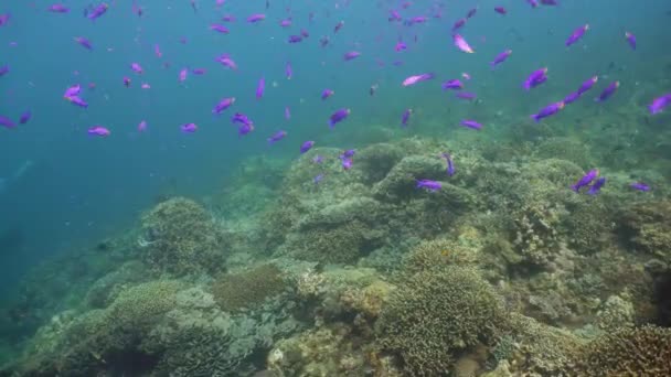 Corales coloridos y peces tropicales. Fondo del paisaje del arrecife de coral en el océano azul profundo con peces y vida marina. peces de neón — Vídeos de Stock