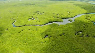 Mangrove 'lar, en iyi manzara. Mangrove ormanı ve dolambaçlı nehirler. Tropik arkaplan