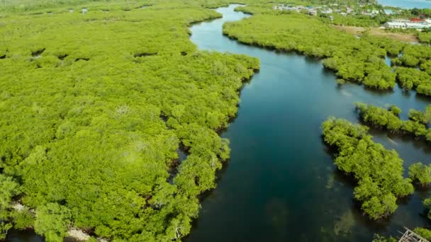 Vista aérea del bosque de manglares y el río. — Vídeo de stock