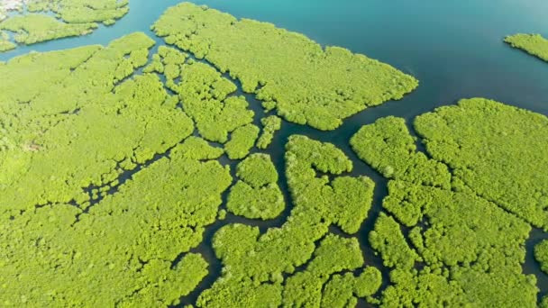 Mangroves avec des rivières aux Philippines. Paysage tropical avec mangroves et îles . — Video