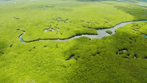 맹그로브 숲, 맨 위 경관. 울창 한 숲과 굽이쳐 흐르는 강들. 열 대의 배경 — 비디오