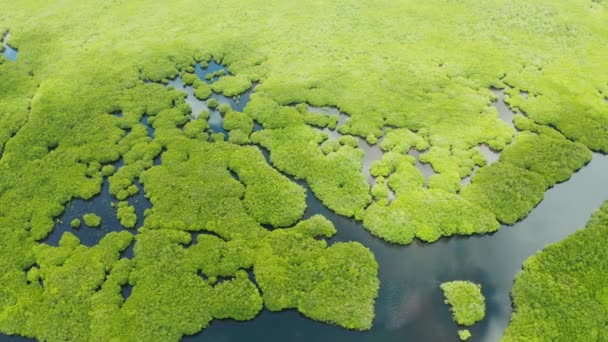 Mangroven, Draufsicht. Mangrovenwald und gewundene Flüsse. Tropischer Hintergrund — Stockvideo