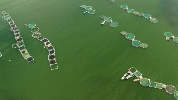 Viskwekerij aan het Taal meer, Filippijnen. Viskwekerij met viskooien, bovenaanzicht. — Stockvideo