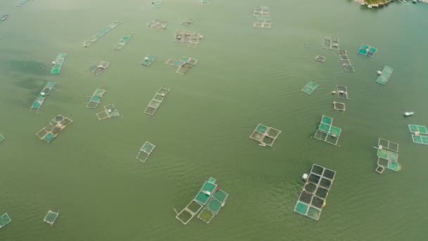 필리핀의 타알 호수에 있는 양어장. 물고기우리가 있는 양어장, 맨 위 사진. — 비디오