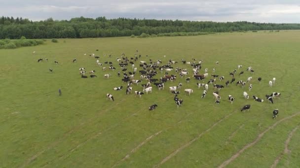 Krowy pasą się na pastwiskach. Stado krów, widok z góry. Zwierzęta gospodarskie w Rosji. Krowy wypasają się latem na zielonej łące. — Wideo stockowe