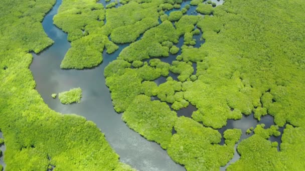 Mangroven mit Flüssen auf den Philippinen. tropische Landschaft mit Mangroven und Inseln. — Stockvideo