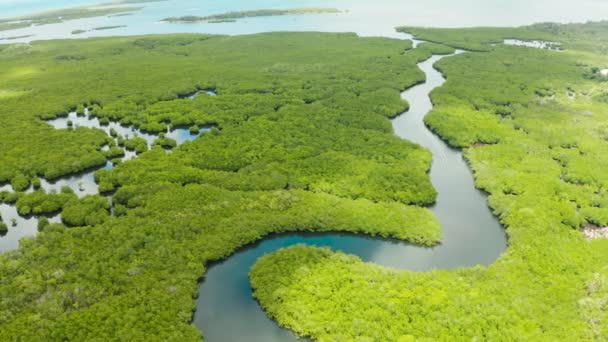 Mangrovy s řekami na Filipínách. Tropická krajina s mangrovy a ostrovy. — Stock video