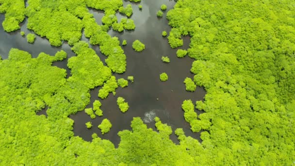 Mangroves, Top uitzicht. Mangrove bos en kronkelende rivieren. — Stockvideo