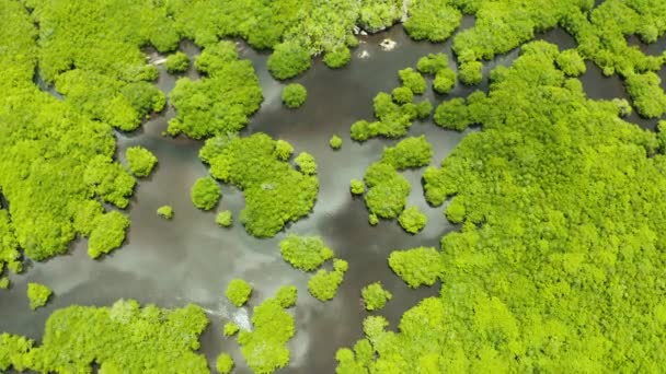 Mangroves met rivieren in de Filipijnen. Tropisch landschap met mangroven en eilanden. — Stockvideo