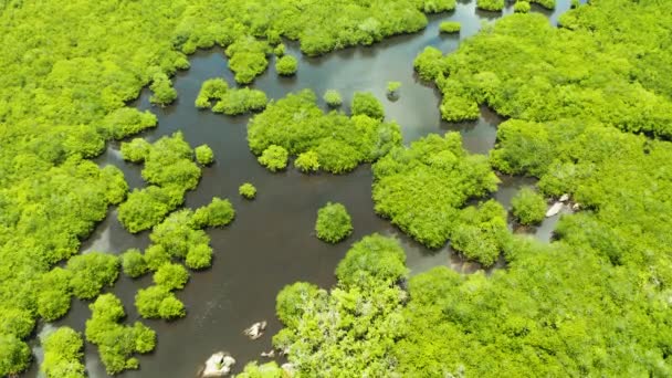 Manguezais com rios nas Filipinas. Paisagem tropical com manguezais e ilhas . — Vídeo de Stock