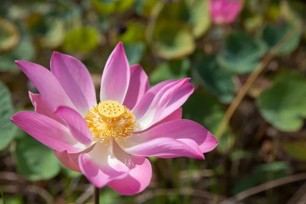 Lotus flower. Beautiful pink lotus flower in blooming. Pink flower, close-up.