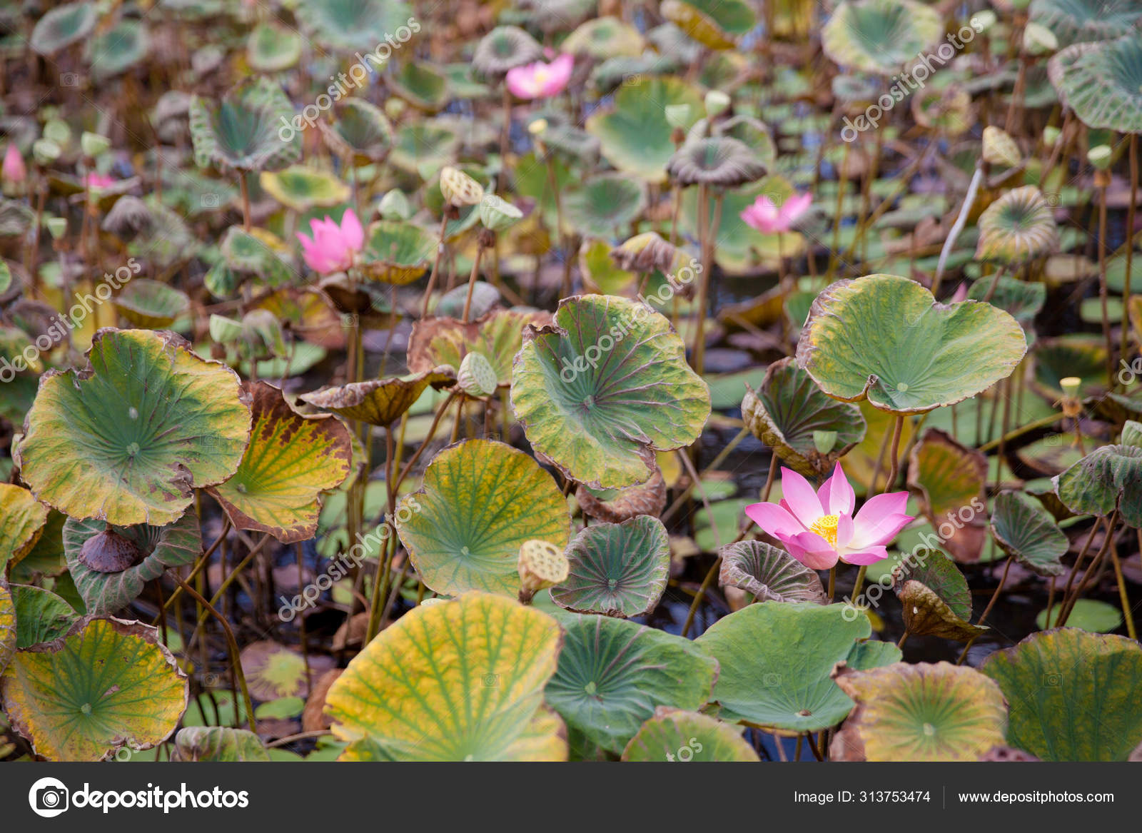 开花结果的沼泽 印度尼西亚巴厘lotus Pond 图库照片 C Taiananur