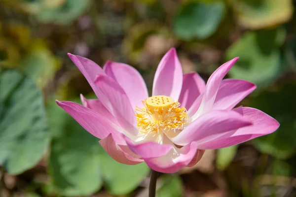 Lotus flower. Beautiful pink lotus flower in blooming. Pink flower, close-up.