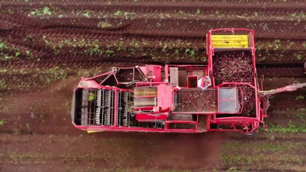 Harvesting beets by a combine harvester. Harvester on a beetroot field, top view. — Stock Video