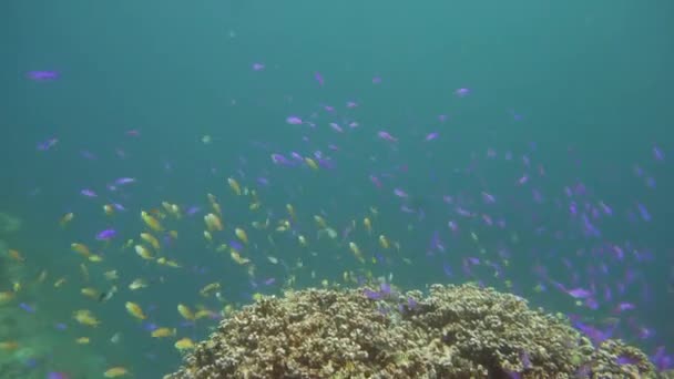 Recife de coral colorido com peixes exóticos. Camiguin, Filipinas. Escola de peixes . — Vídeo de Stock