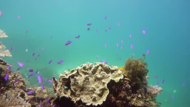 Kleurrijk koraalrif met exotische vissen. Camiguin, Filipijnen. — Stockvideo