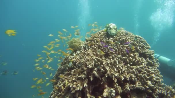 Barriera corallina colorata con pesci esotici. Camiguin, Filippine. Scuola di pesce . — Video Stock