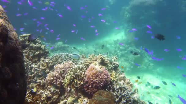Colorful coral reef with exotic fishes. Camiguin, Philippines. School of fish. — Stock Video