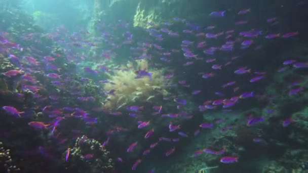 Récif corallien coloré avec des poissons exotiques. Camiguin, Philippines. Ecole de poissons . — Video