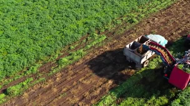 Çiftlik arazisinde havuç hasadı. Hasatçı havuç hasat eder. Havuç tarlası. — Stok video