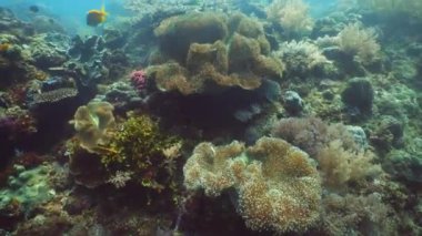Mercan kayalıkları ve tropikal balıklar. Camiguin, Filipinler