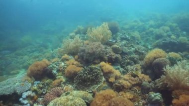 Renkli mercanlar ve tropikal balıklar. Derin mavi okyanusta, balık ve deniz canlılarıyla dolu mercan resifi manzarası..