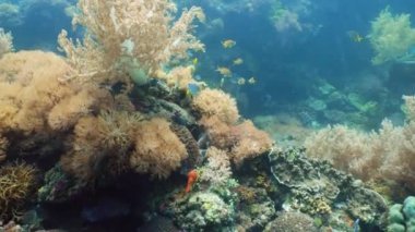 Mercan resifleri ve tropikal balıklarla dolu güzel sualtı dünyası. Camiguin, Filipinler. Seyahat tatili kavramı