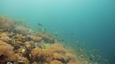 Mercan kayalıkları ve tropikal balıklar. Camiguin, Filipinler
