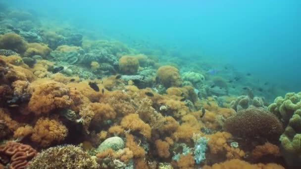 Kleurrijk koraalrif met exotische vissen. Camiguin, Filippijnen. School van de vis. — Stockvideo