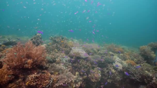 Барвисті корали і тропічна риба. Кораловий риф пейзажний фон у глибокому блакитному океані з рибою та морським життям . — стокове відео