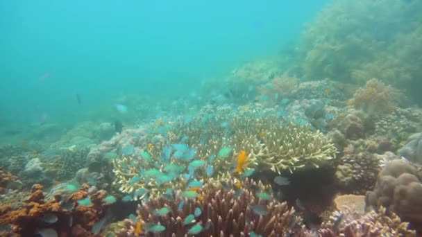 Барвисті корали і тропічна риба. Кораловий риф пейзажний фон у глибокому блакитному океані з рибою та морським життям . — стокове відео