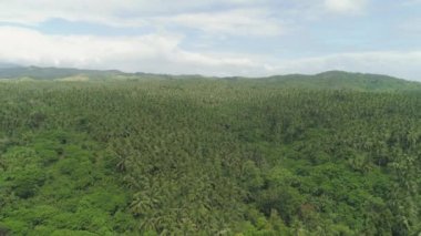 Palmiye ağaçlarıyla tropik bir manzara. Filipinler, Luzon. Orman ve tepeler, yukarıdan manzara.