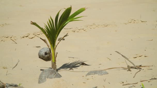 Palmera de coco brotando en la playa tropical. — Vídeo de stock